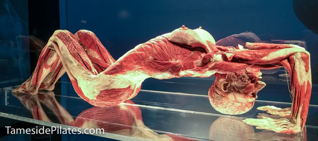 yoga lady showing iliotibial band at the body worlds exhibition