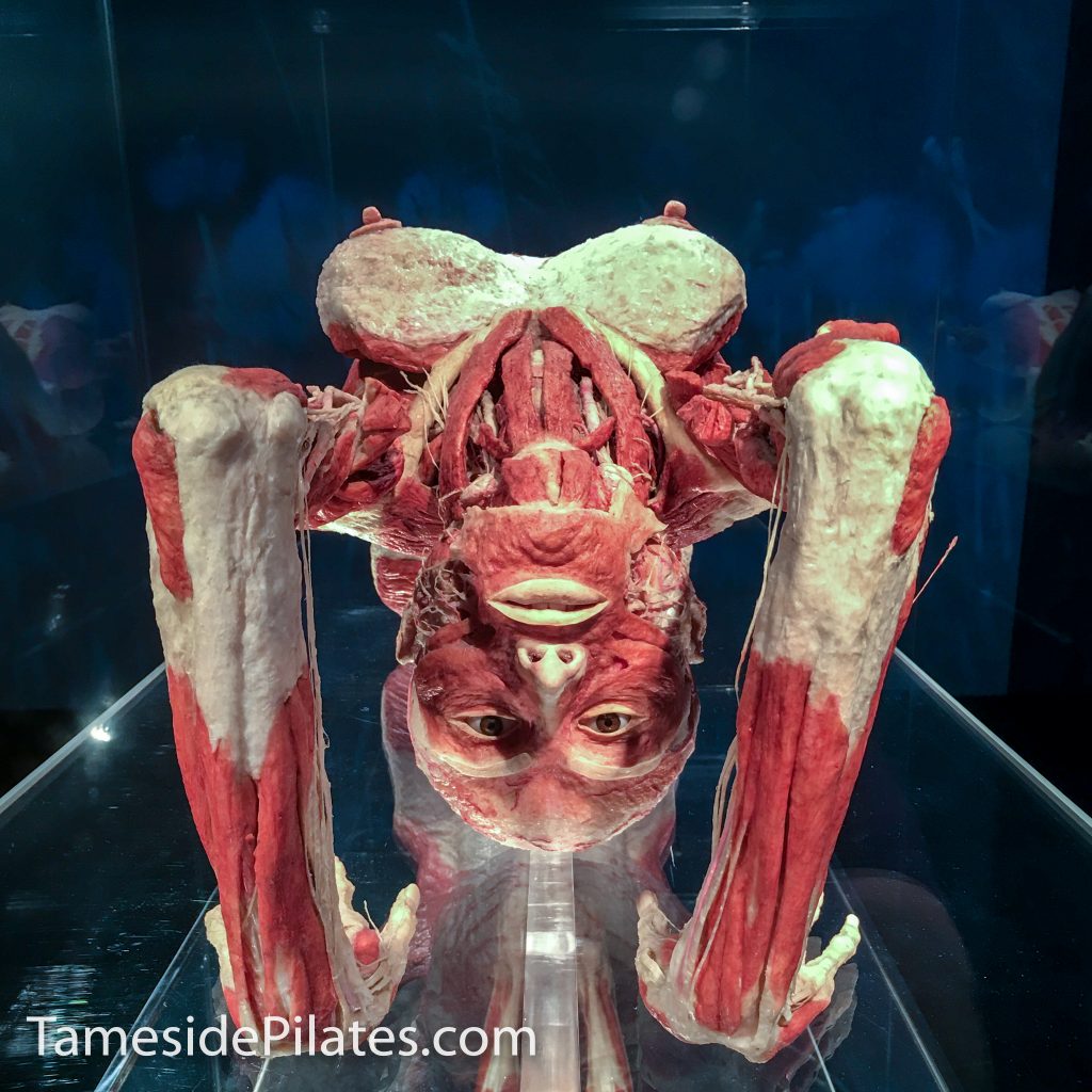 bodyworlds showing IT band-7311